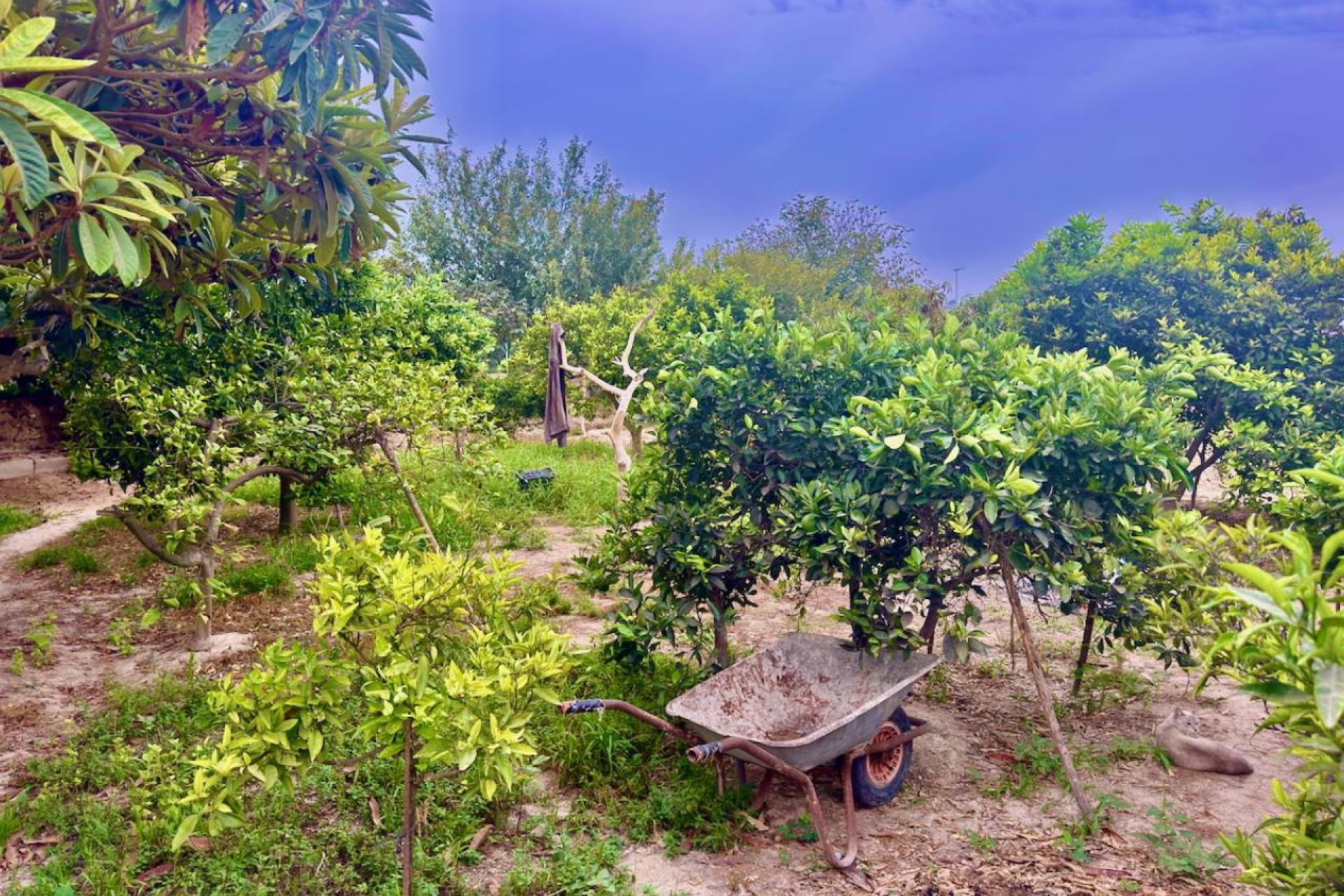 Revente - Finca / Country Property - Rojales - Cuidad Quesada