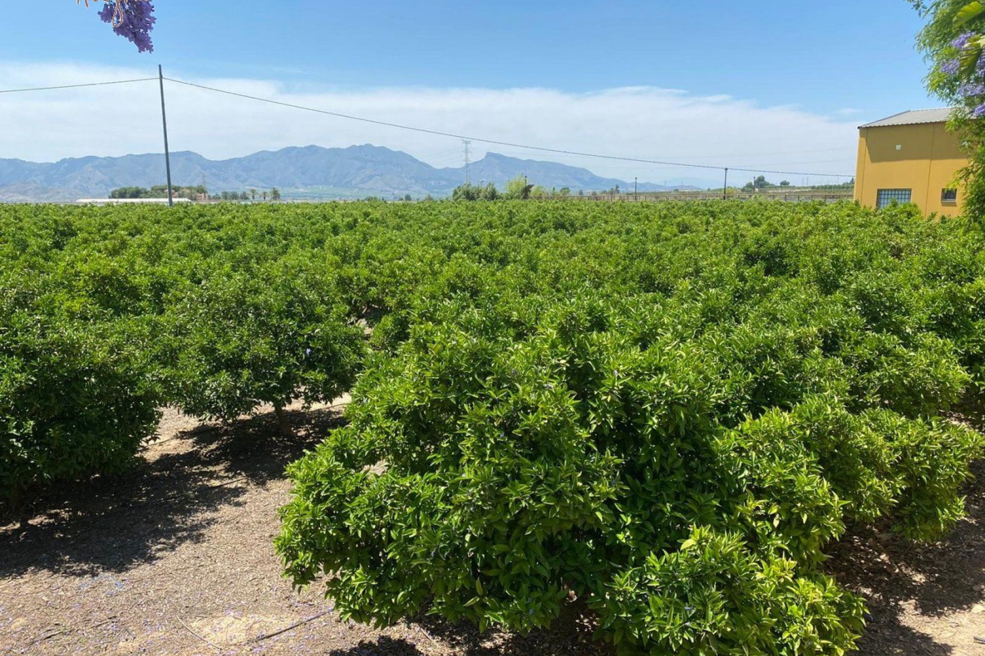 Revente - Hacienda - Orihuela Costa - La Murada