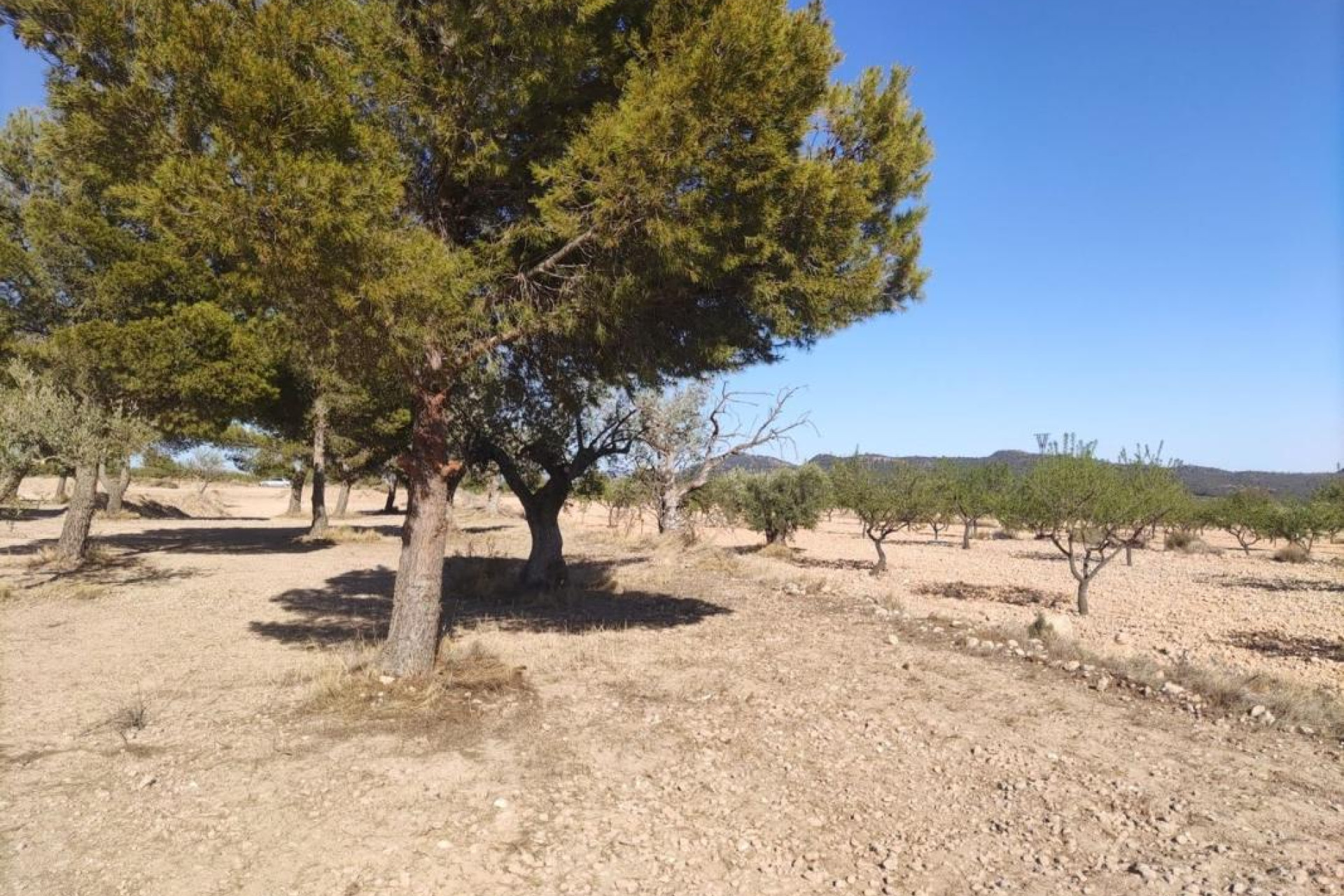 Revente - Parcelle / Terrain - Pinoso