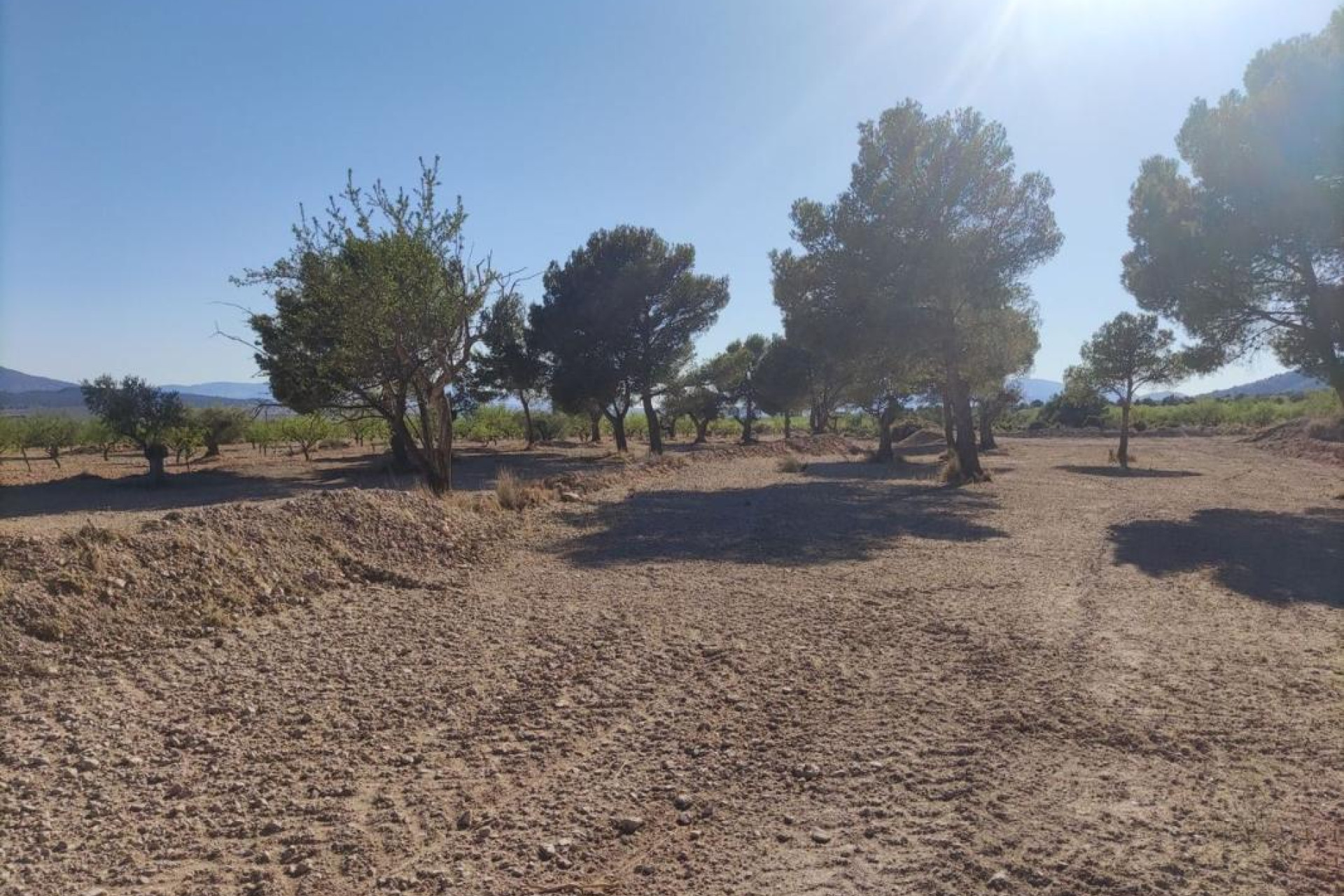 Revente - Parcelle / Terrain - Pinoso