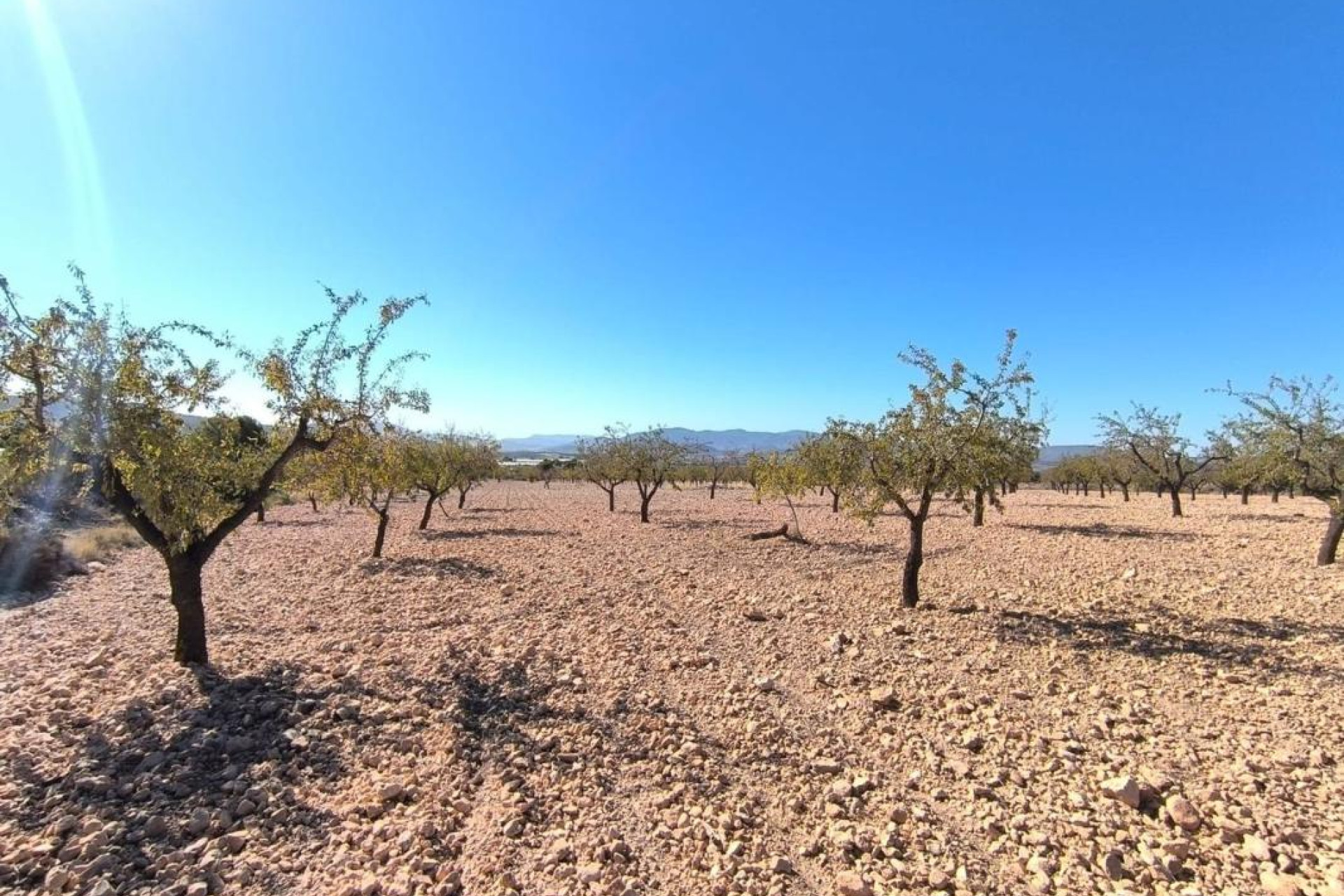 Revente - Parcelle / Terrain - Pinoso