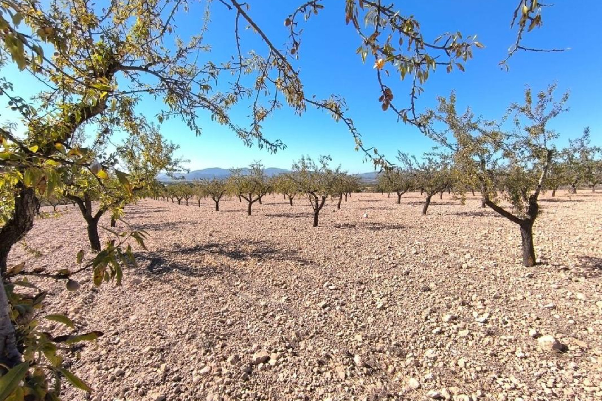 Revente - Parcelle / Terrain - Pinoso
