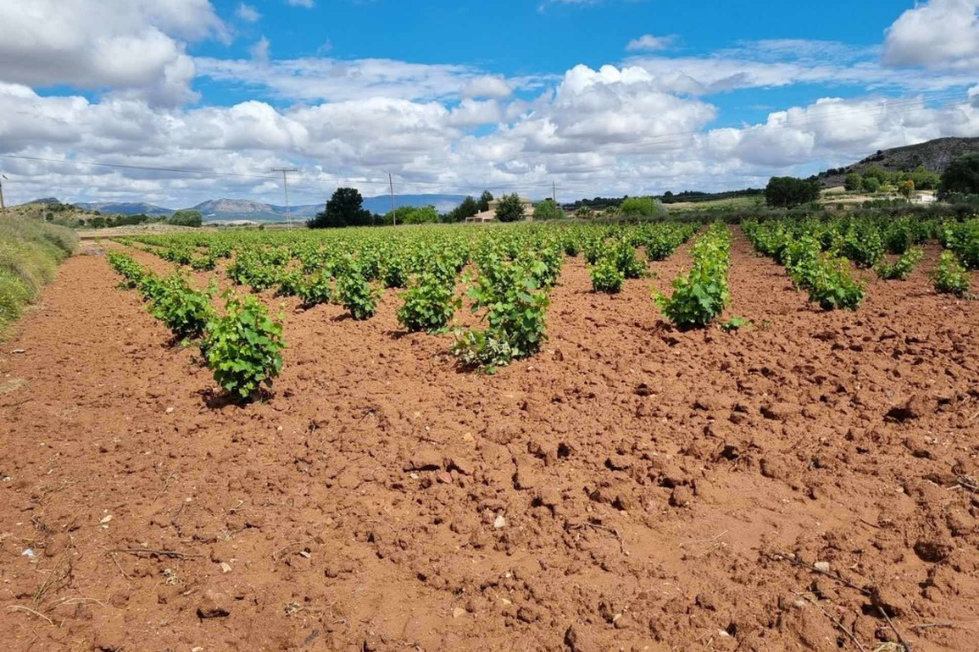 Revente - Parcelle / Terrain - Villena