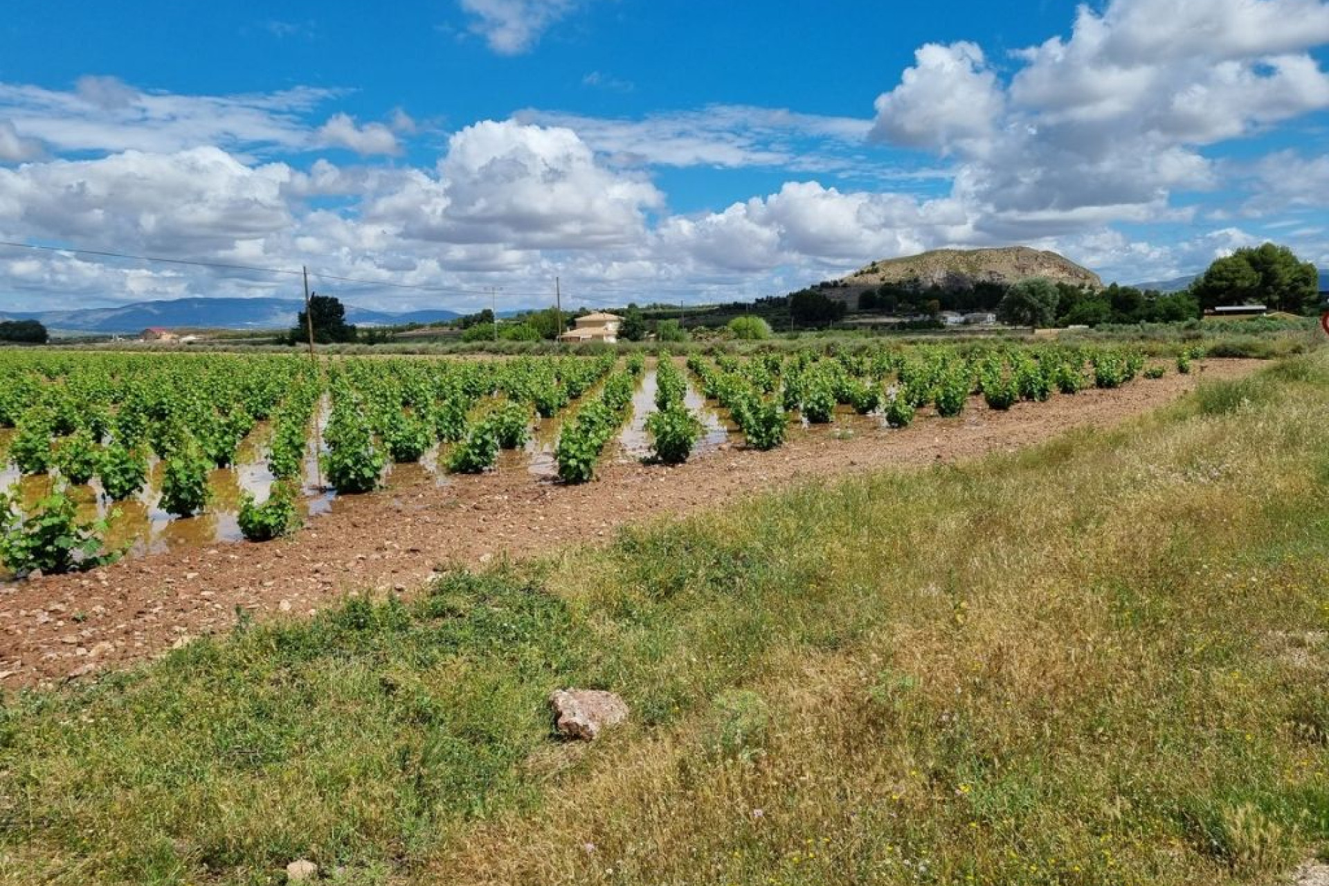 Revente - Parcelle / Terrain - Villena