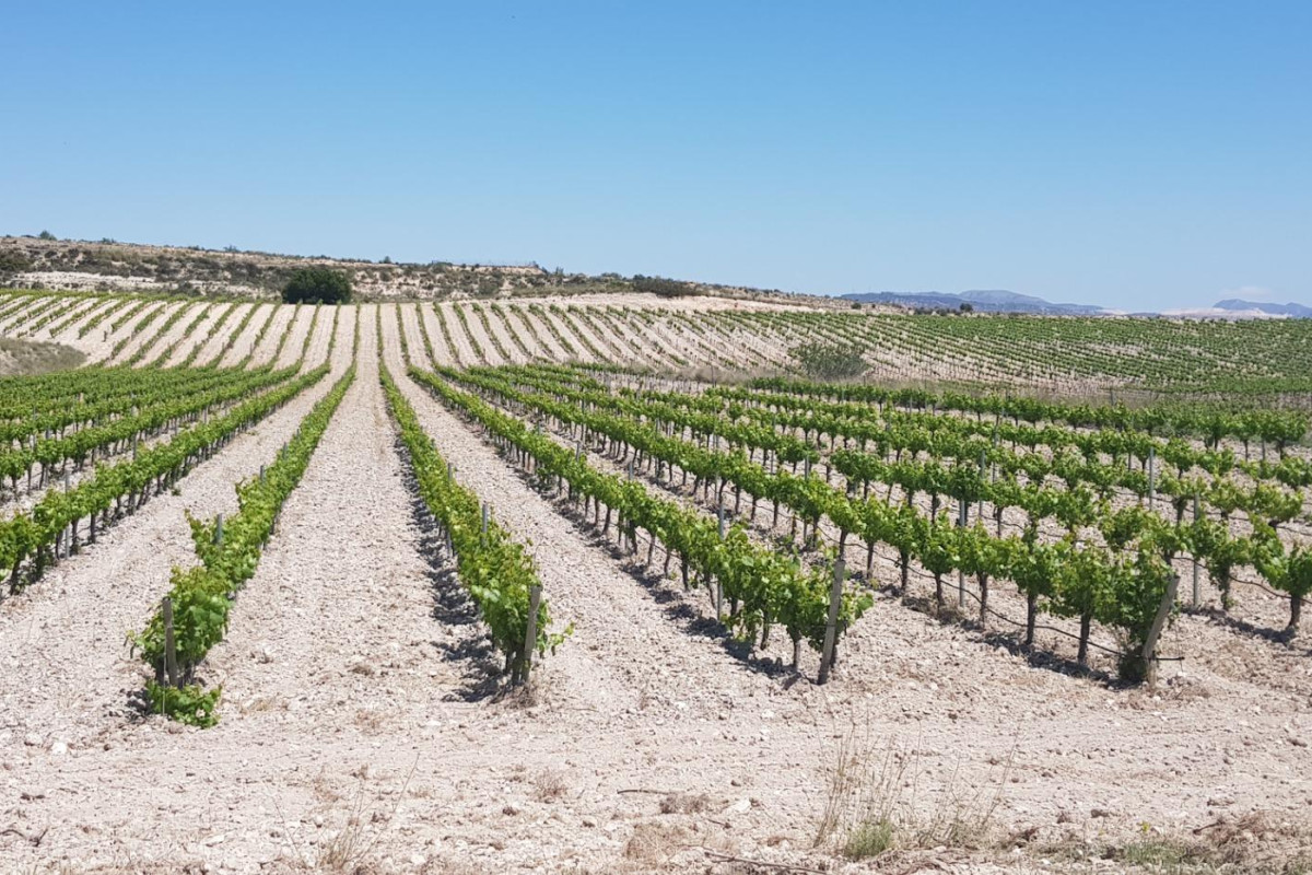 Herverkoop - Bodega - PINOSO - CENTRO