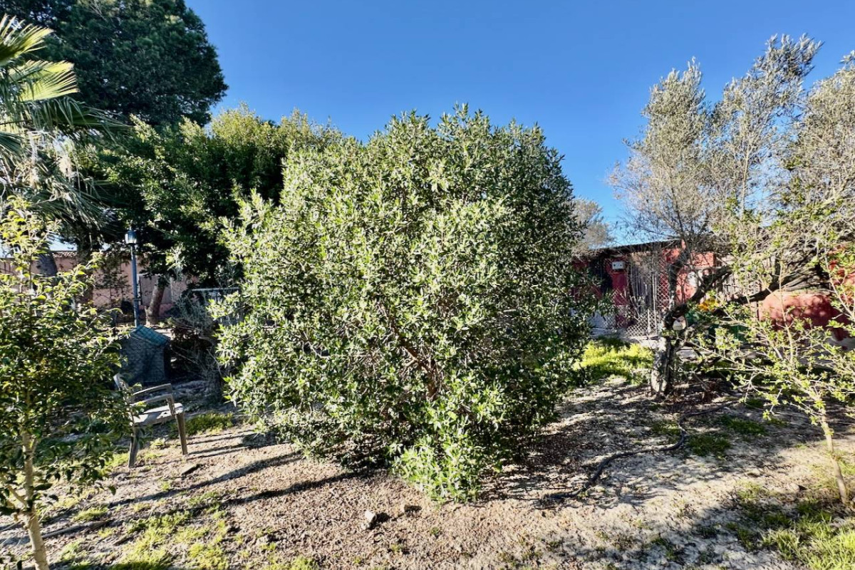 Resale - Finca / Country Property - Guardamar del Segura