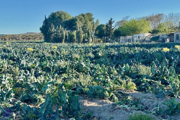 Resale - Finca / Country Property - Guardamar del Segura