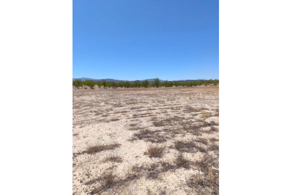 Reventa - land - Pinoso