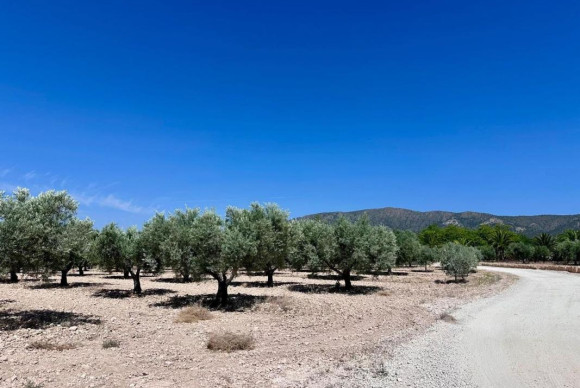 Resale - land - Monovar