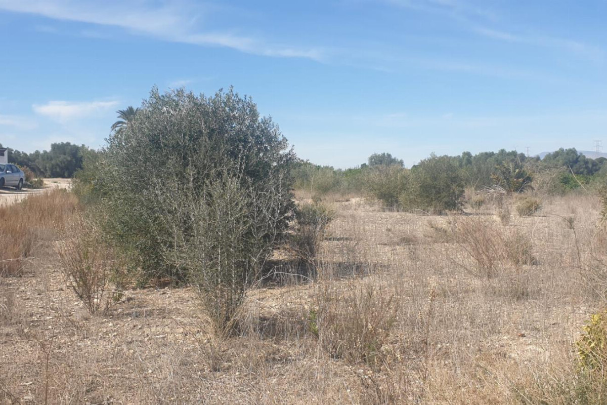 Herverkoop - Terreno - Benferri - HUERTA PUEBLO