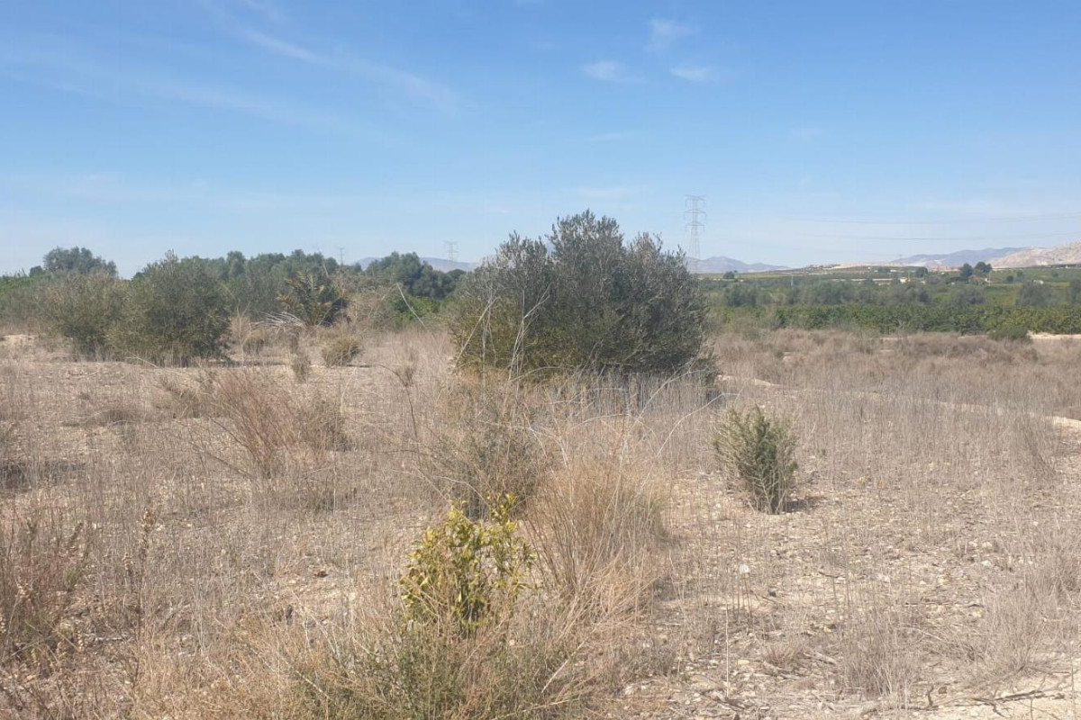 Herverkoop - Terreno - Benferri - HUERTA PUEBLO