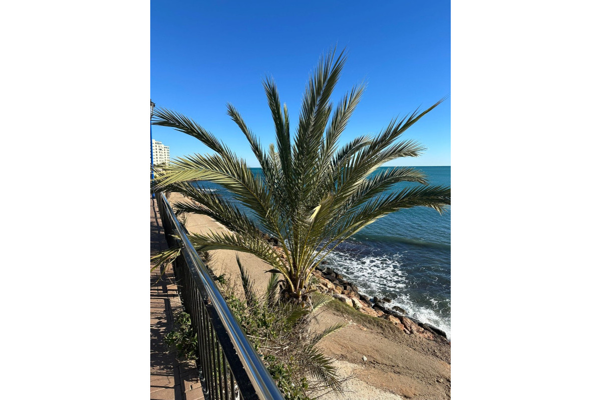 Resale - Apartment  - Orihuela Costa - Punta Prima