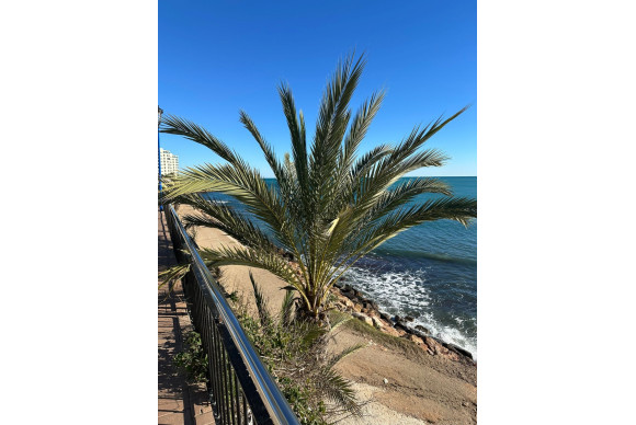 Resale - Apartment  - Orihuela Costa - Punta Prima