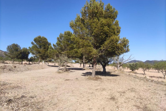 Reventa - Parcela / Terreno - Pinoso