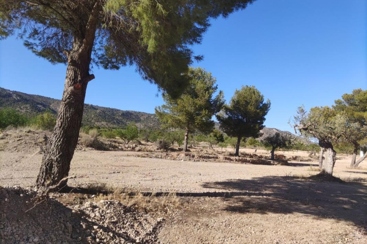 Reventa - Parcela / Terreno - Pinoso