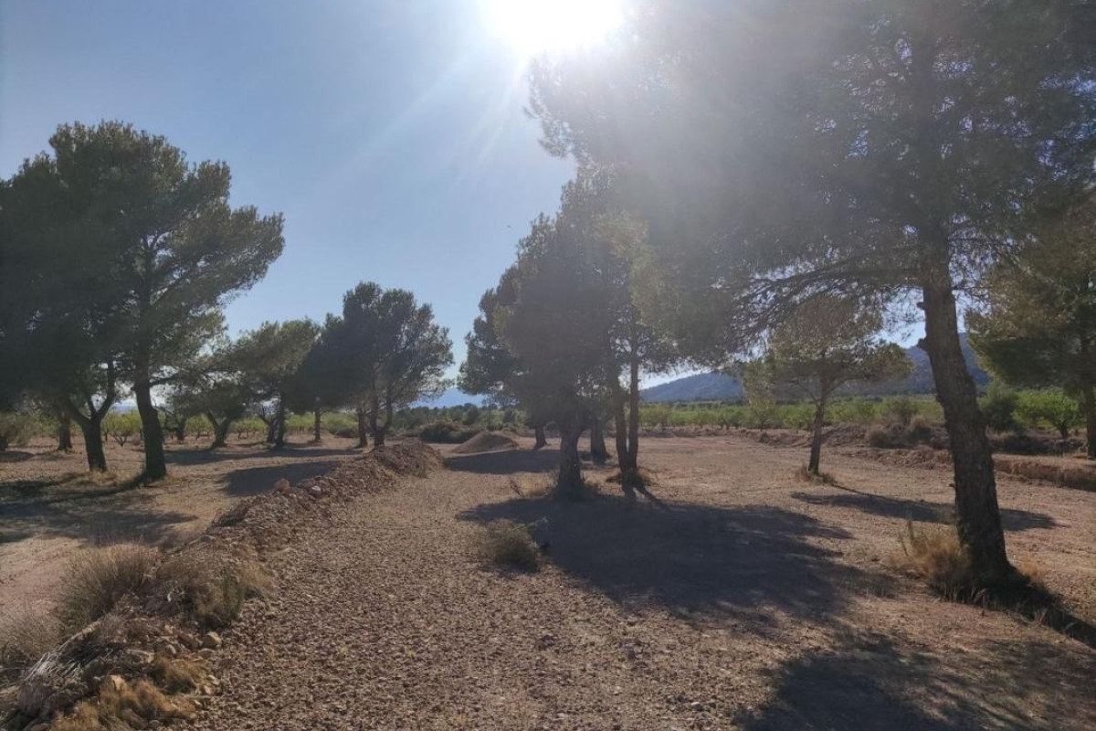 Reventa - Parcela / Terreno - Pinoso
