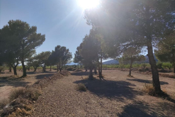 Reventa - Parcela / Terreno - Pinoso