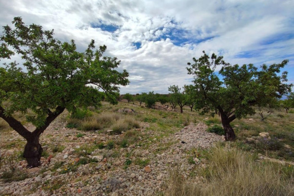 Reventa - casas - Pinoso