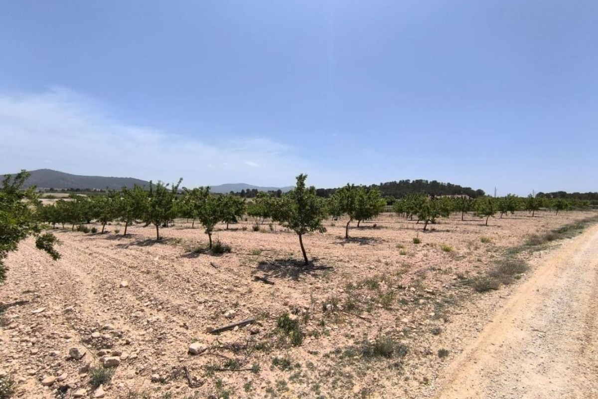 Resale - Plot / Land - Pinoso