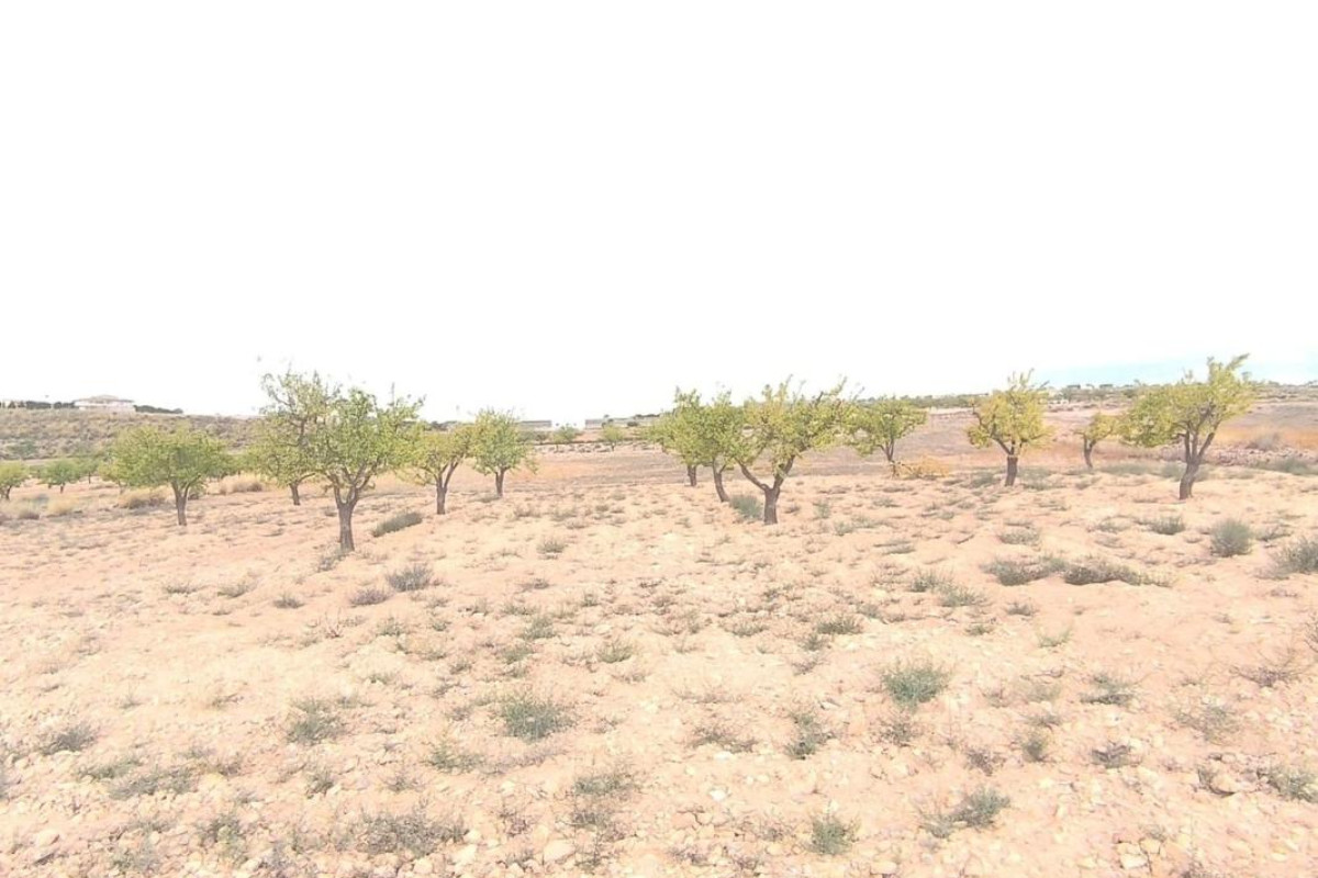 Reventa - land - Pinoso