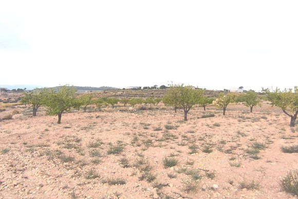 Reventa - land - Pinoso