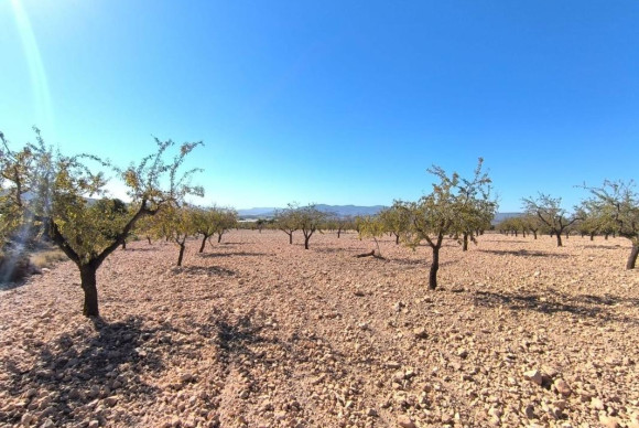 Revente - Parcelle / Terrain - Pinoso