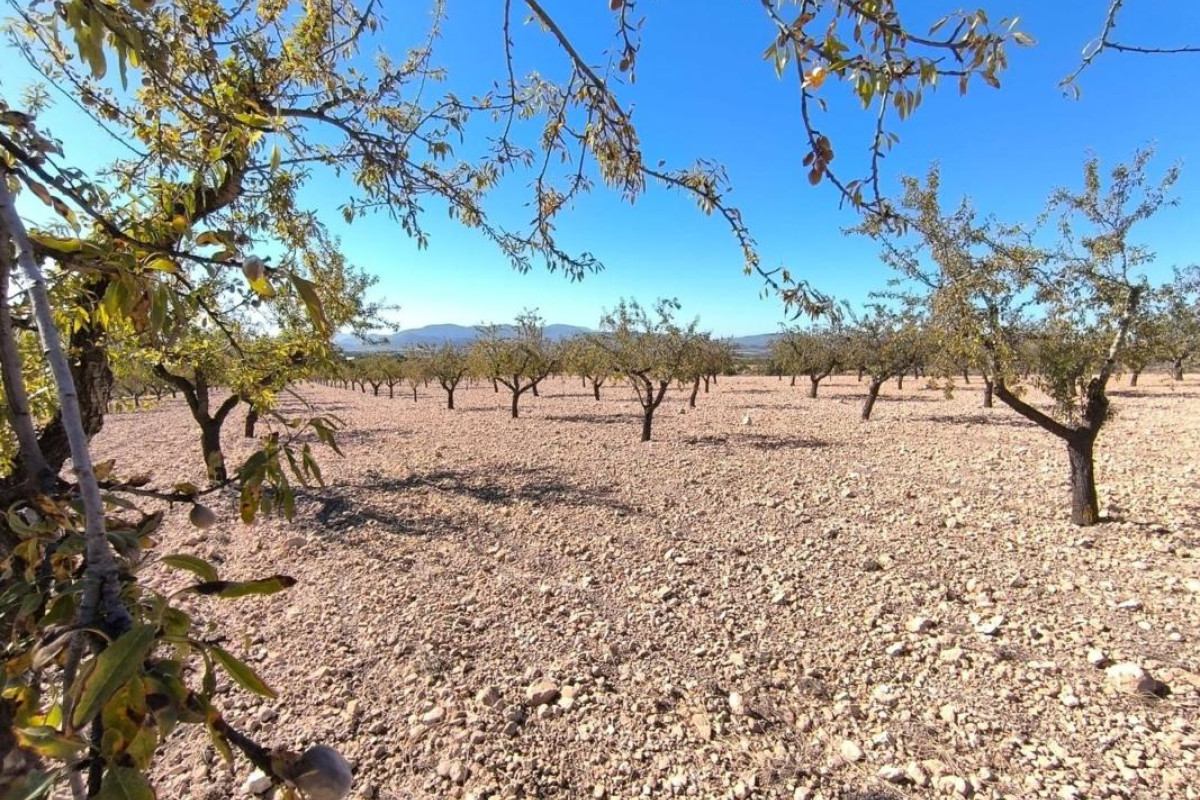 Revente - Parcelle / Terrain - Pinoso