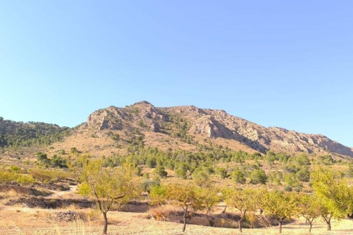 Resale - land - Algueña