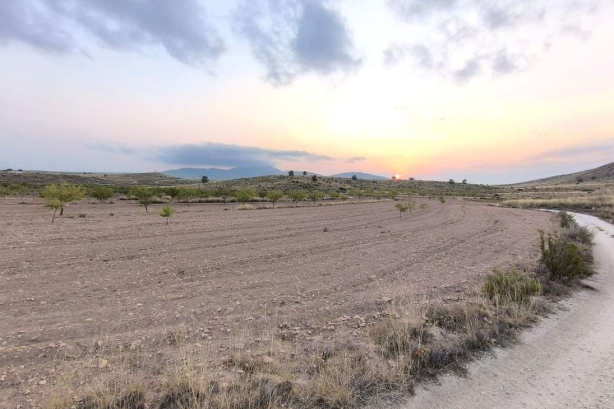 Revente - land - Pinoso