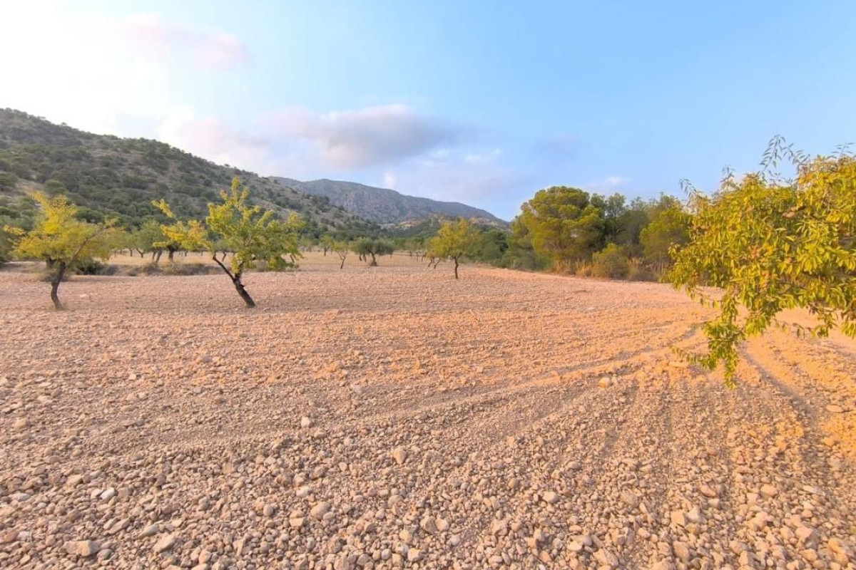 Resale - land - Pinoso