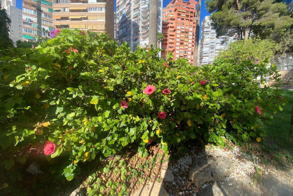 Location à long terme - Appartement - Benidorm - Rincon de Loix Cruz