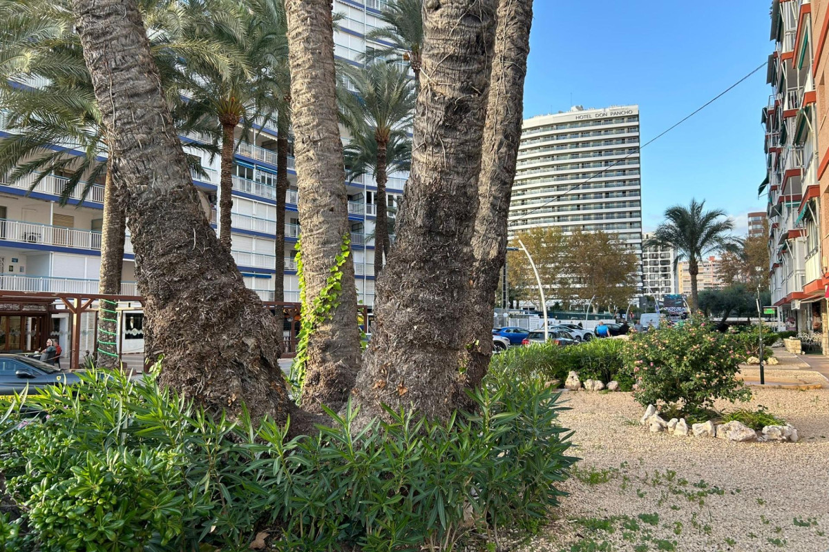 Herverkoop - Appartement  - Benidorm - Avenida del Mediterraneo