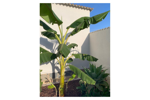 Reventa - Villa / Detached - Ciudad Quesada - Quesada Center