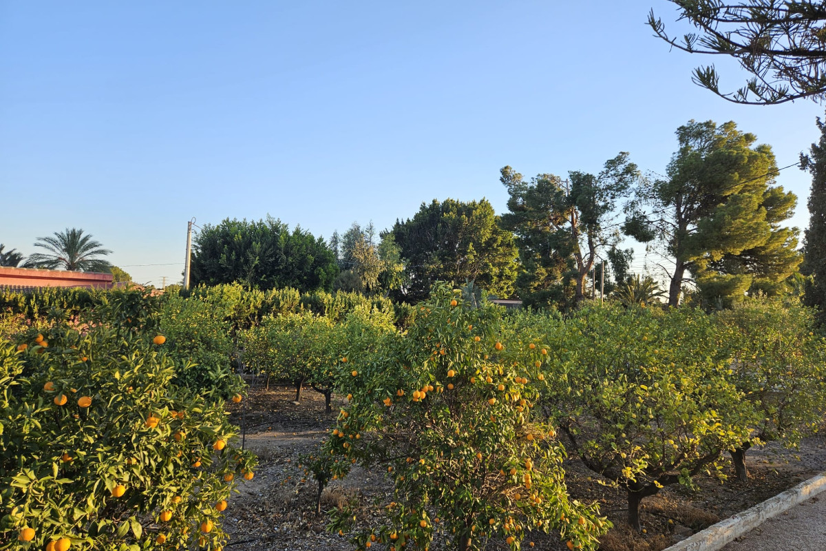 Reventa - Country House - Novelda