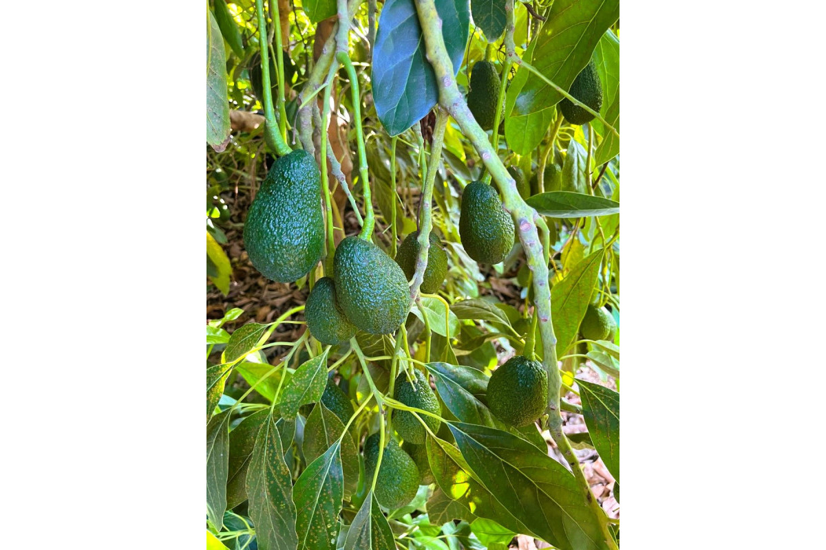 Resale - rustic plot - Pego