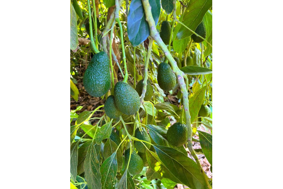 Resale - rustic plot - Pego