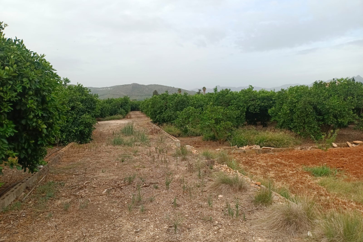 Herverkoop - Bouwgrond - Pedreguer