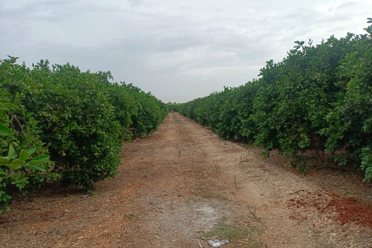 Herverkoop - Bouwgrond - Pedreguer