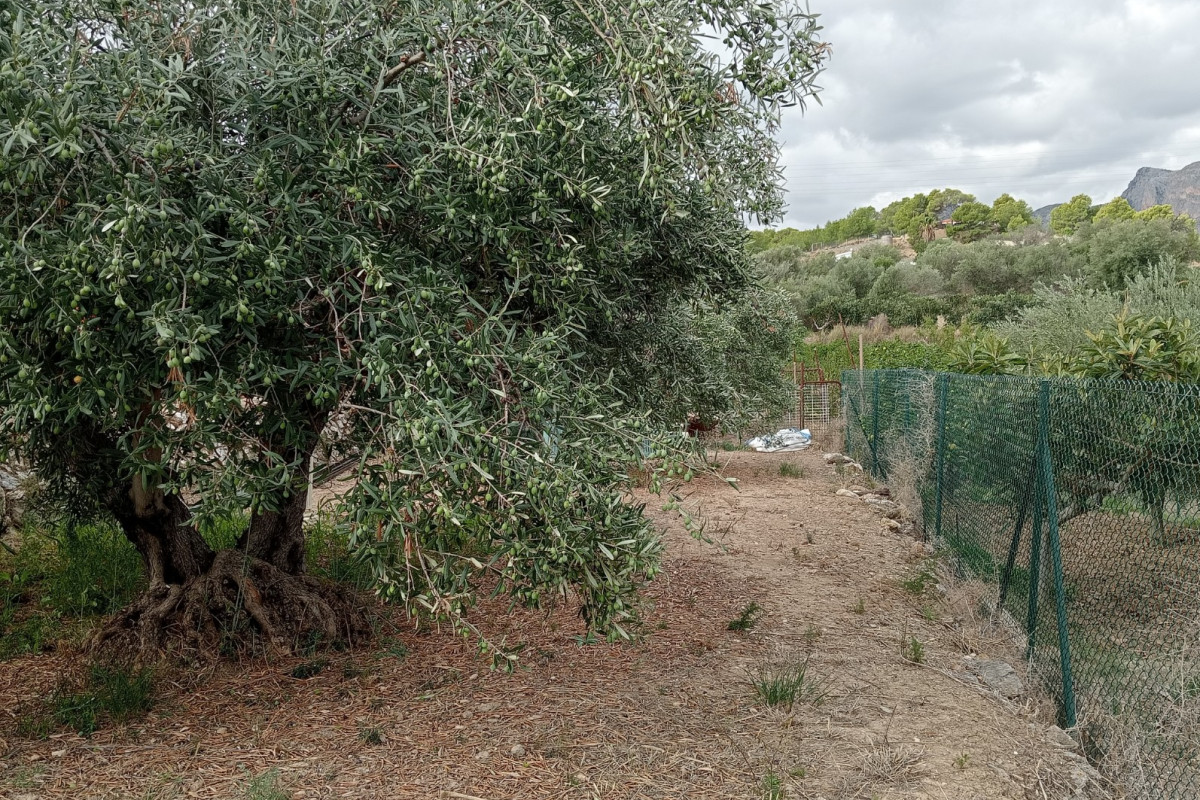 Revente - Parcelle / Terrain - La Nucía