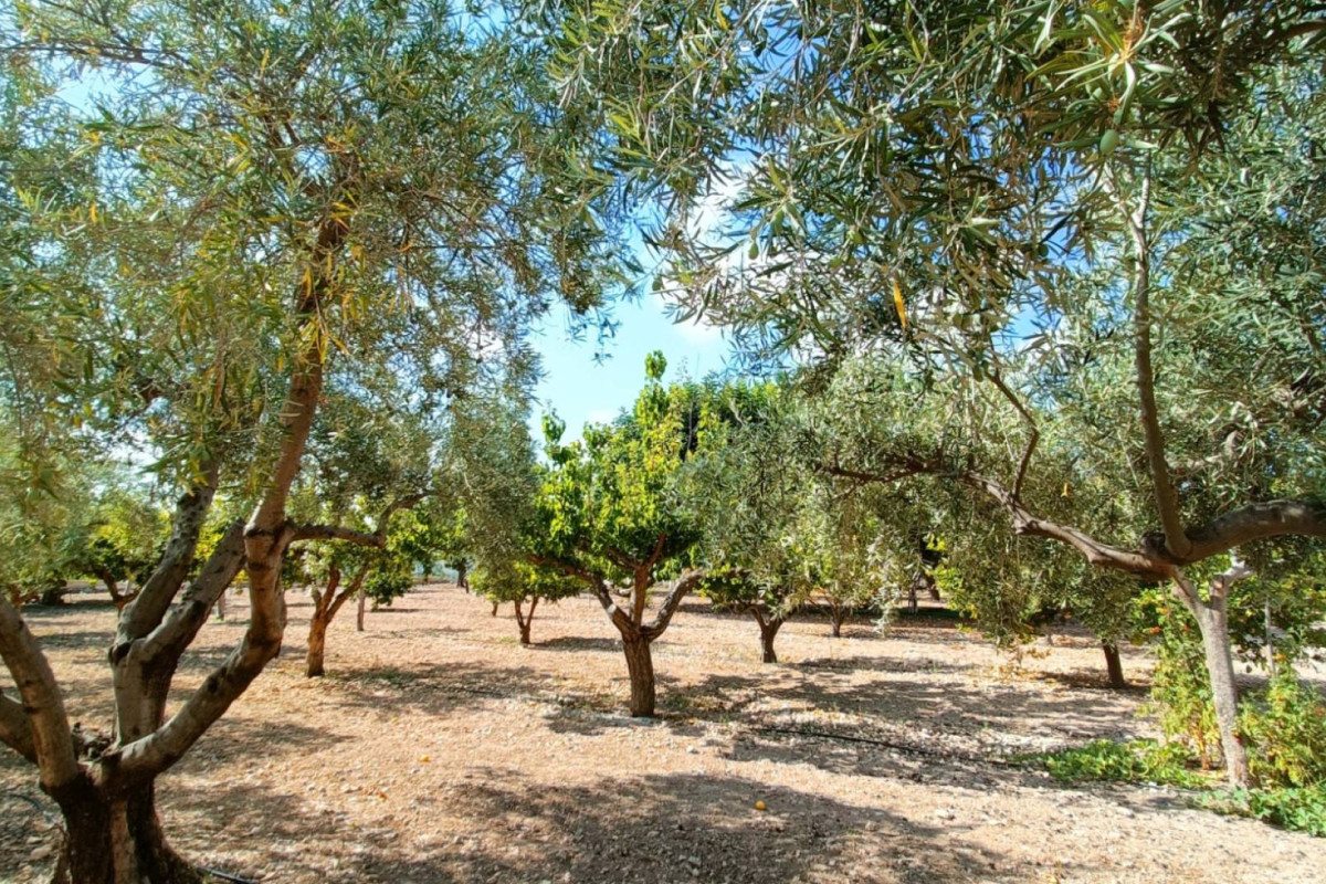 Revente - Country House - Aspe