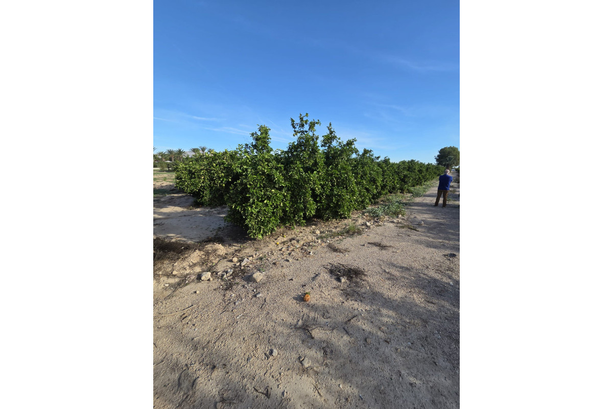 Revente - House - ALBATERA - Albatera