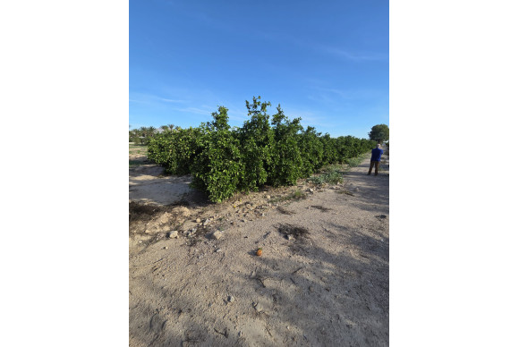 Revente - House - ALBATERA - Albatera