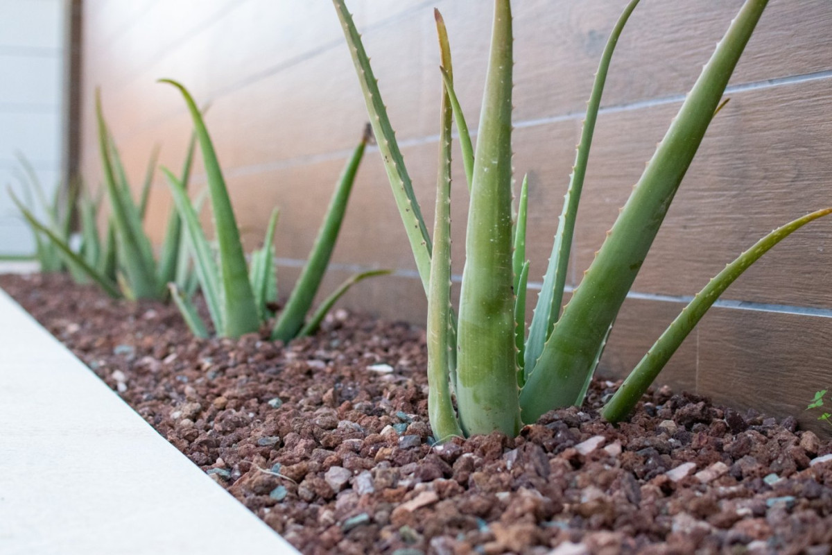 Nouvelle construction - Villa de Lujo - Los Montesinos - los montesinos