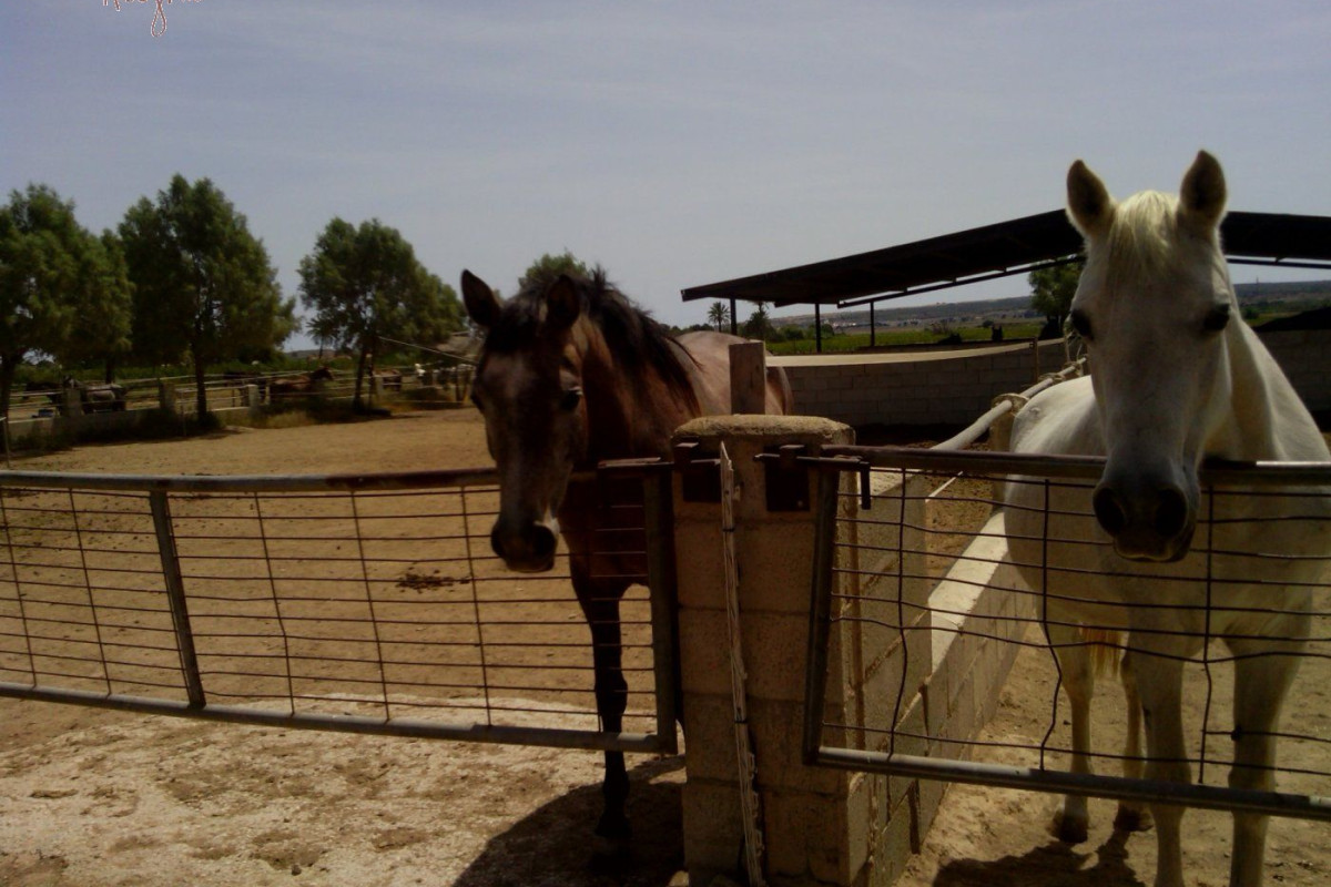 Reventa - Hacienda - Elche