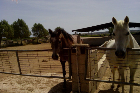 Reventa - Hacienda - Elche