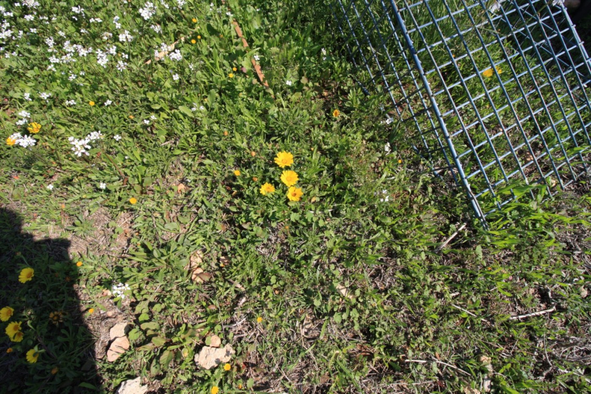 Reventa - House - Orihuela Costa - Campoamor