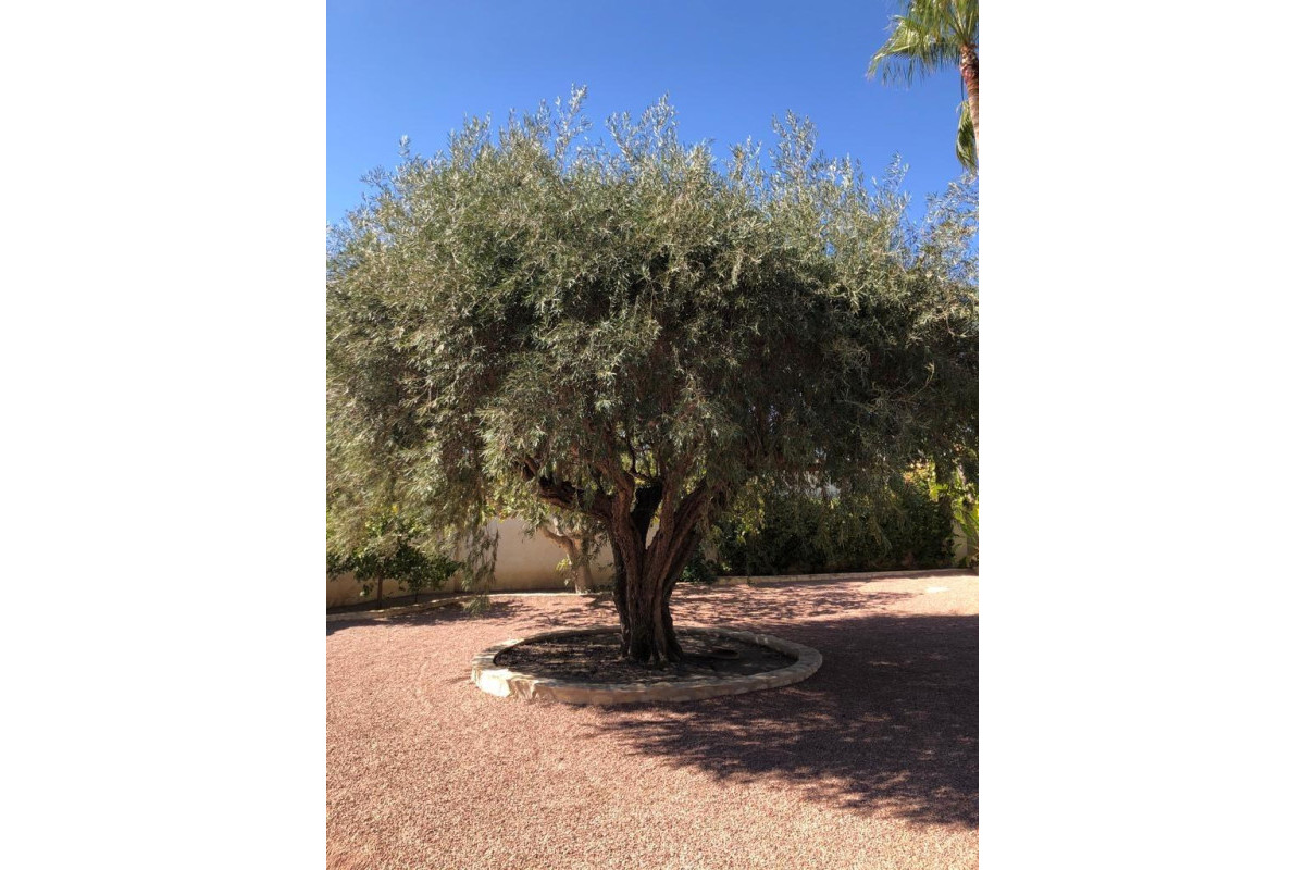 Resale - Villa - Ciudad Quesada - Rojales