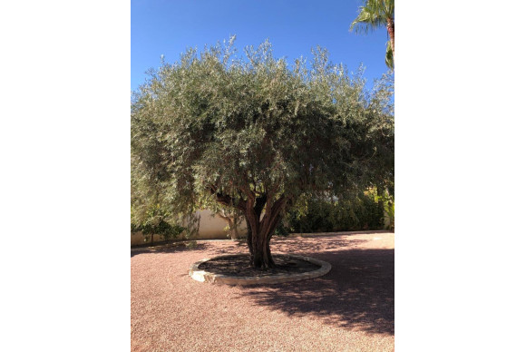 Resale - Villa - Ciudad Quesada - Rojales