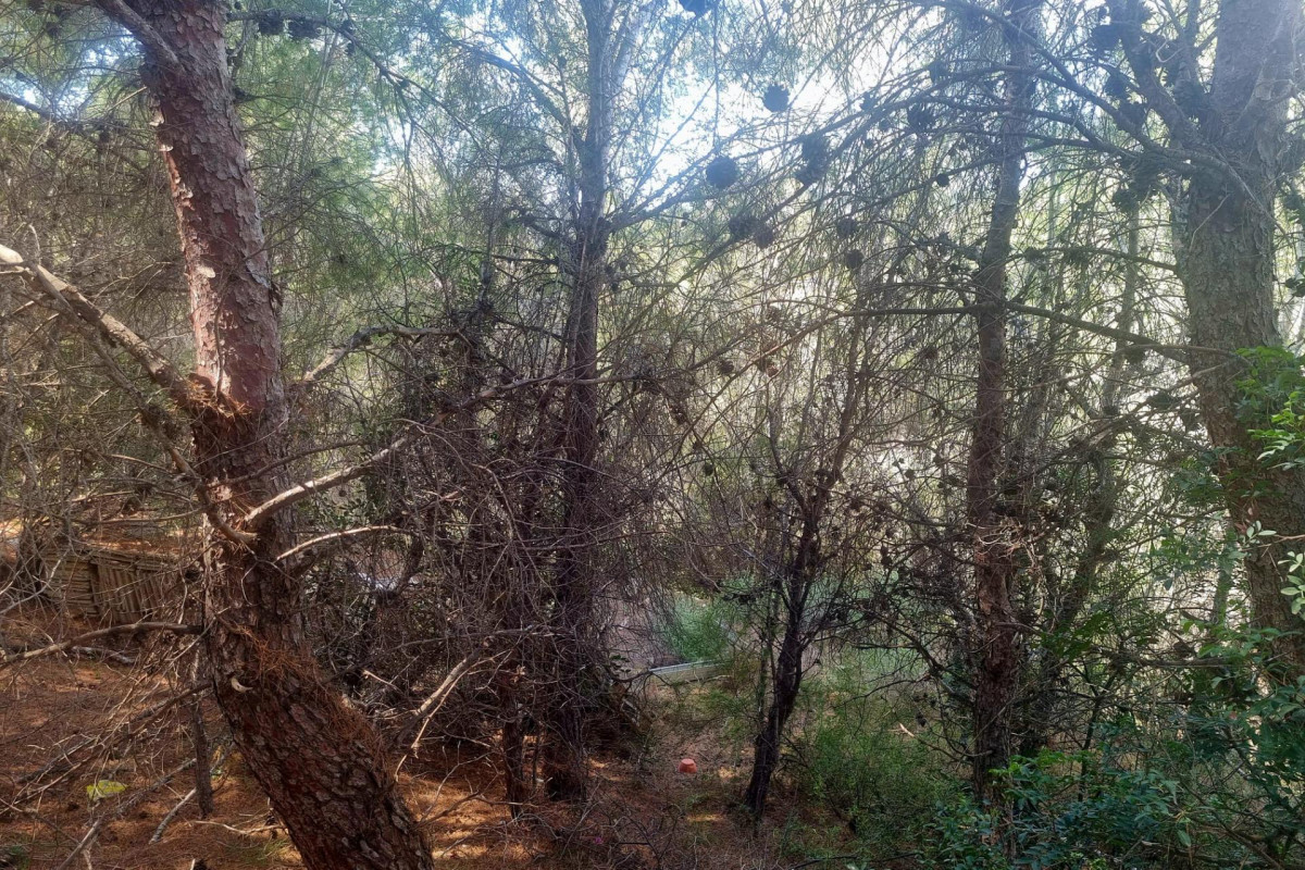 Reventa - Parcela - Altea - Galera de las palmeras