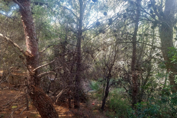 Reventa - Parcela - Altea - Galera de las palmeras